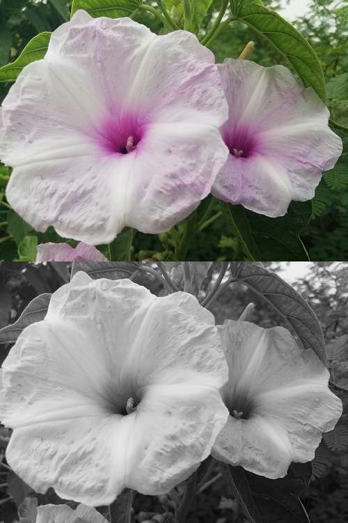 color to black and white image
